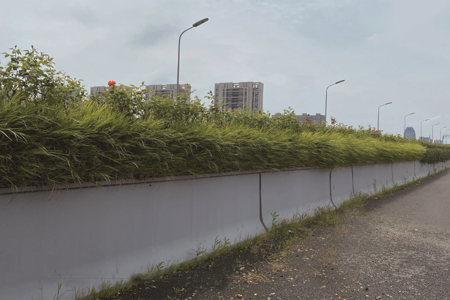 宁波世纪大道绿化项目